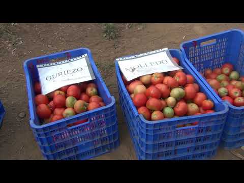 Fotograma del vídeo: II Jornada sobre variedades tradicionales de tomate de Cantabria