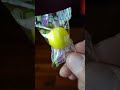 🍋 WEAKEST Sourest Gum EVER!?! #derryx #shorts #crybaby