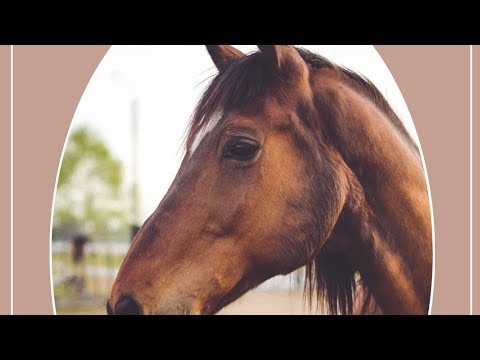 Mettre correctement un cheval sur la main !