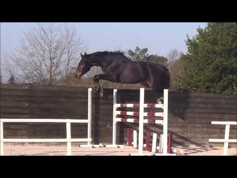 El Diarado (Diarado x Cash and Carry x Cor de la Bryere)