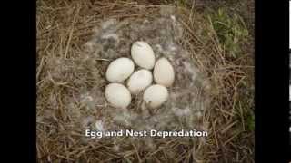 Canada Goose Control for the Greater Dayton, Columbus, and Cincinnati Areas