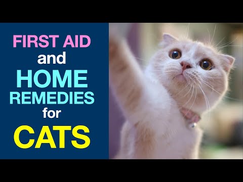 First Aid and Home Remedies for Cats