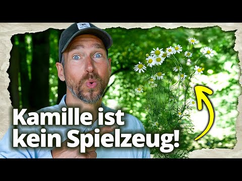 UNGLAUBLICH, was Kamille mit deinem Gehirn macht!