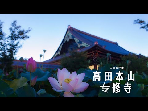 高田本山 专修寺 (三重县津市)