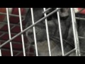 chinchilla sounds Miha shouting calling other chinchillas - guineas 00000047