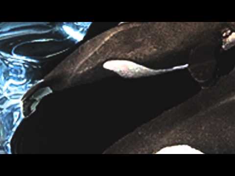 Kitty CantrellOrca Wave