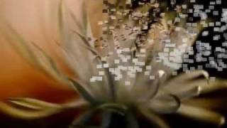 Silence Speaks ... Secret Garden