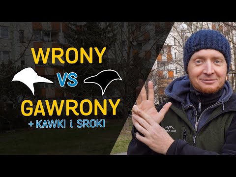 Kawki, wrony, gawrony i sroki - rozróżnianie i ciekawostki - o Lesie #38