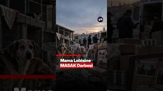 Sokak Hayvanları Derneklerinde Usulsüzlük İddiası: 55 Dernek Hakkında İşlem