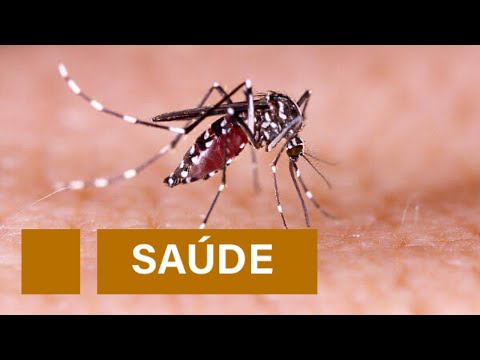Casos de dengue aumentam 400% no Piauí