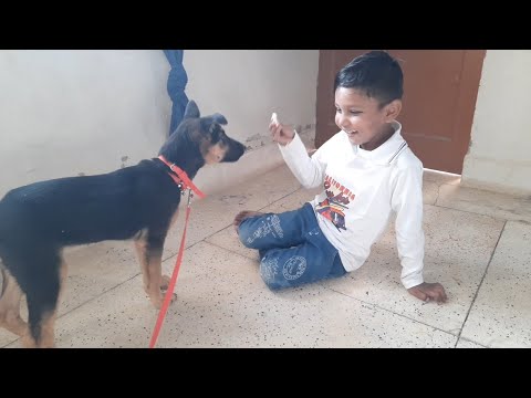 Vanshu Playing with "Shinu" (3 Month Old German Shepherd Puppy)
