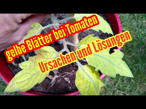 , title : 'Gelbe Blätter Tomaten Ursachen und Lösungen Tomaten gelbe Blätter'