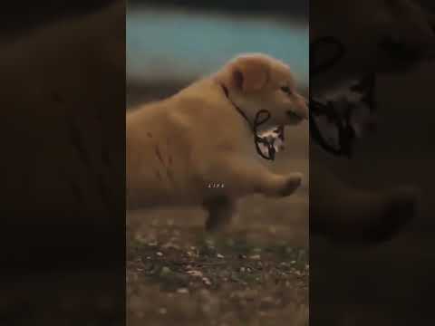cute dog 😘🐶❤️ #trendingshorts #cutedog