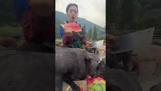 alimentando os porcos com melancia