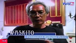 Download lagu breeding pleci by josterops (om waskito) mp3