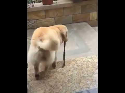 funniest animal videos of 2022 - funny golden retriever dogs and cutest golden puppies  V.17957 #fu