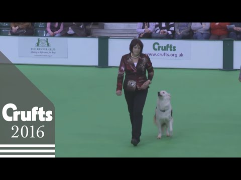 Dog Obedience Championship - Part 1 | Crufts 2016