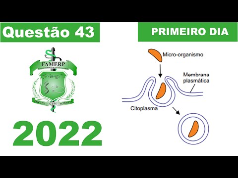 (Famerp 2022) Analise a figura que representa a ação de uma célula humana