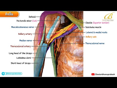 Anatomy of the Axilla via Cadaveric Images | Boundaries, Vessels, Brachial Plexus