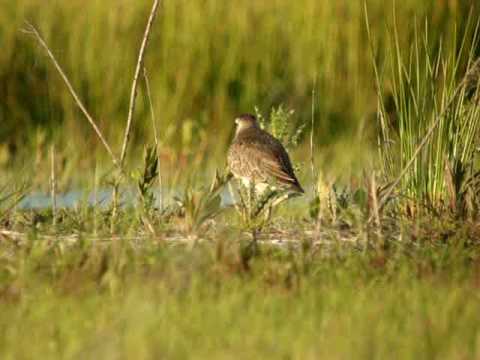 Amerikaanse Goudplevier (American Golden Plover)