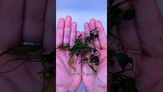 Download lagu 🌱 How I Multiply My Anubias For FREE🌿 mp3