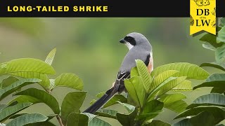 Download lagu Burung Shrike Ekor Panjang | Basis Data Dunia Kehidupan | DBLW mp3