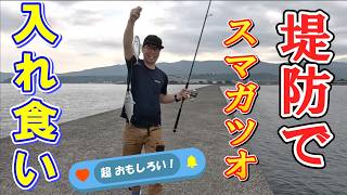 【堤防】超おもしろい!高速巻きでスマガツオが爆釣した