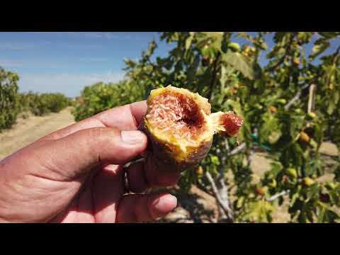 Longue d'Aout Fig
