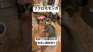 フクロモモンガの君の名は　#フクロモモンガ #お見合い #可愛い #動物 #animals #癒し動画
