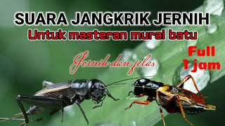 Download lagu Suara jangkrik jernih untuk masteran murai batu mp3 Download lagu Suara jangkrik jernih untuk masteran murai batu mp3