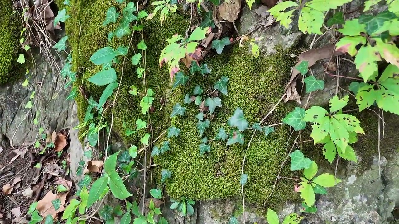 Live walking meditation in nature