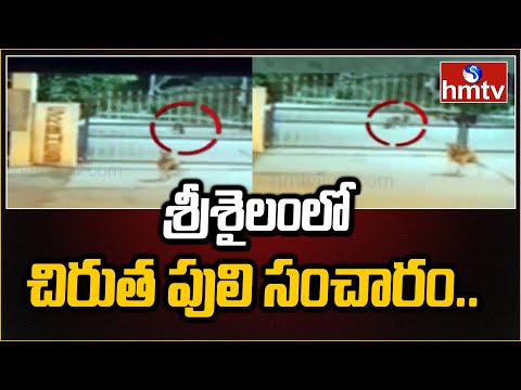 Leopard roaming in Srisailam Kurnool district  