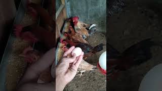 Download lagu AYAM MARDI!!! Mulai Buang Telur #shorts #ayamkampung #ayam mp3