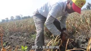 雲林