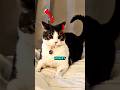 I M So Hungry I Could Eat A Cat Prank Shorts Funnycats Rankingcats Catvideos Cat Cats