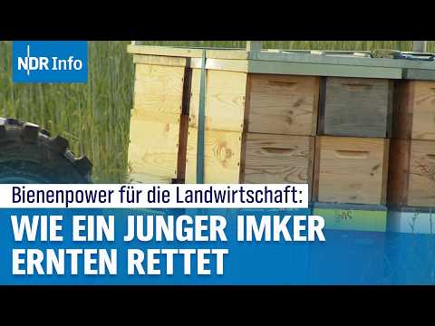 NDR-Beitrag über SUMMSTOFF und Berufsimker Maximilian Urban