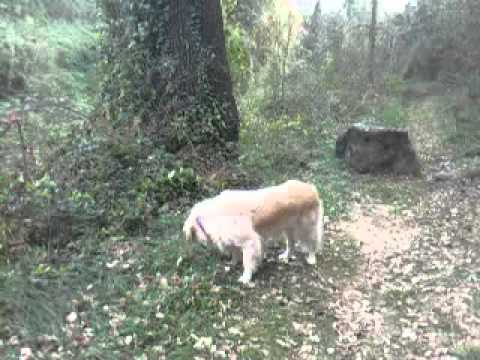 La kira menja herba i fa pipi