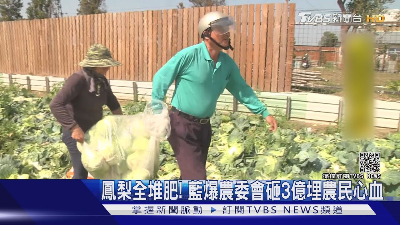 鳳梨全堆肥! 藍爆農委會砸3億埋農民心血
