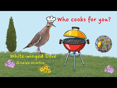 White-winged dove who cooks for you call
