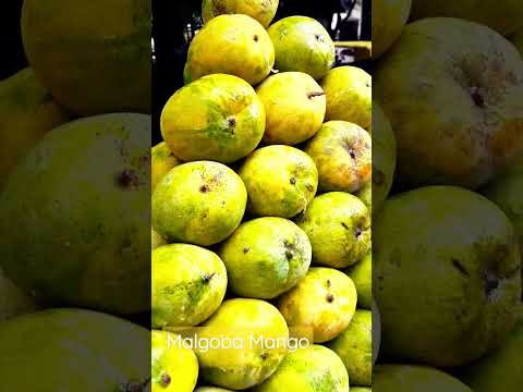 Mangoes - Malgoba variety from South India #trendingshorts #india #summer #icecream #vegan #foodie