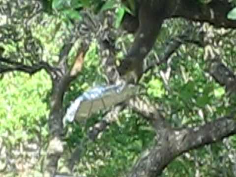 1636 Squirrels