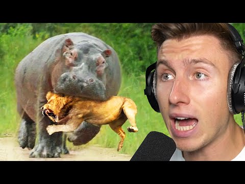 Tiere, die den FALSCHEN GEGNER ausgesucht haben