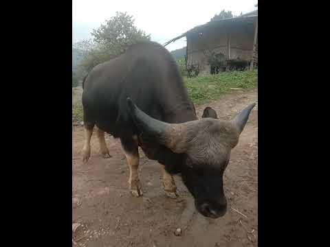 The state animal of Arunachal Pradesh 👉GAYAL👈#wildanimals #wildlife#wildanimal #arunachal#mithun