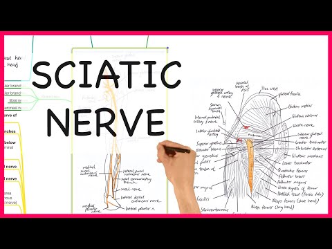 SCIATIC NERVE ANATOMY- ANATOMY SERIES
