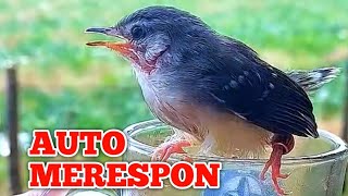 Download lagu Suara ciblek lolohan bikin semua ciblek dewasa langsung ngumpul, pancingan ciblek agar bunyi mp3 Download lagu Suara ciblek lolohan bikin semua ciblek dewasa langsung ngumpul, pancingan ciblek agar bunyi mp3