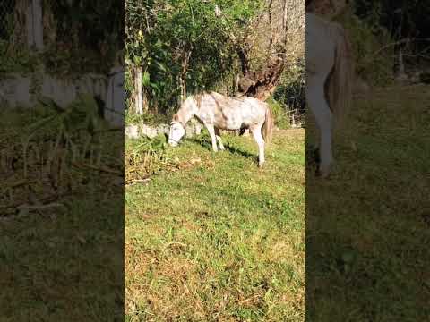 Unquillo Córdoba #salvajes #caballos #cute #campo #naturaleza