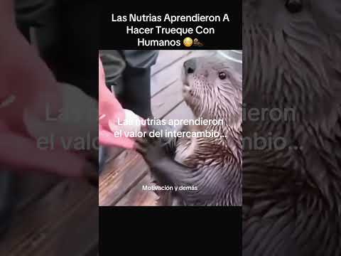 Las Nutrias Aprendieron A Hacer Trueque Con Humanos 😳🦦 #panda #reflexionesdeldia #viral