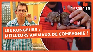 Les dauphins sont aussi intelligents que nous ? - C'est pas sorcier