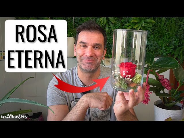 Vídeo relacionado con CSYY Rosa Eterna, Rosa Eterna Rojo con Tallo Flores Preservadas Regalo San Valentín Dia de la Madre Flores Preservadas Regalo Mama Navidad Rojo