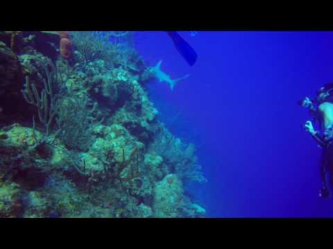 Great hammerhead along the bloody bay wall in little cayman!